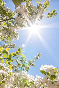 the sun shines brightly through some white flowers