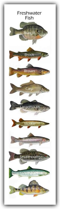 the different types of fish are shown in this poster