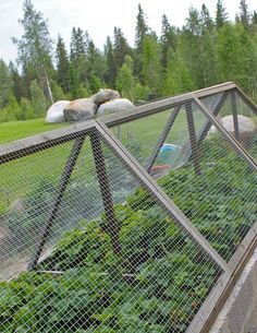 a bird in a cage on the side of a building next to plants and rocks