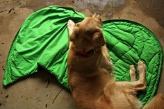 a brown dog laying on top of a green sleeping bag in the middle of the floor