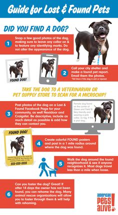 an info sheet describing the benefits of dogs