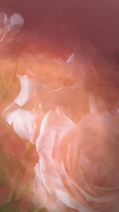 Rose Color Aesthetic, Warm Pink Aesthetic, Rose Collage, Roses Aesthetic, Three Roses, Mobile Phone Wallpaper, Wallpaper For Mobile, Wallpapers For Mobile Phones, Color Aesthetic