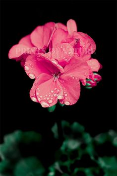 a pink flower with water droplets on it