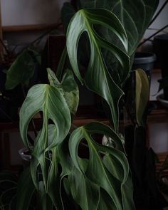 a large green leafy plant in a room