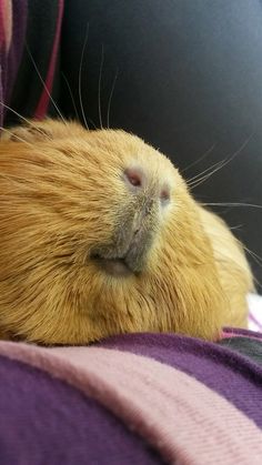 a close up of a guinea pig sleeping on someone's lap