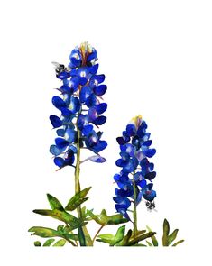 two blue flowers with green leaves in front of a white background and the bottom one has a bee on it