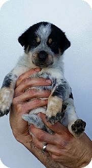 a person holding a puppy in their hands with it's paw on the other hand