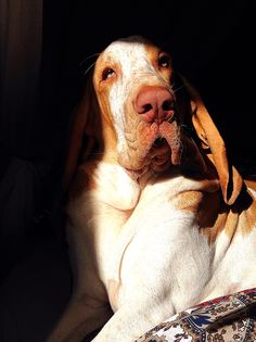 a brown and white dog laying on top of a bed next to a pillow with its tongue hanging out