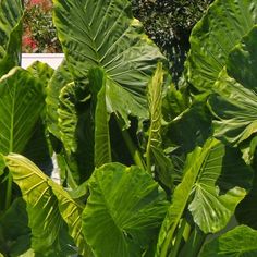 the large green leaves are growing in the garden area, and it is hard to tell what type of plant they are