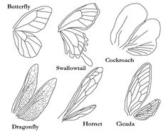 the different types of butterflies that can be seen in this coloring page, including their wings and