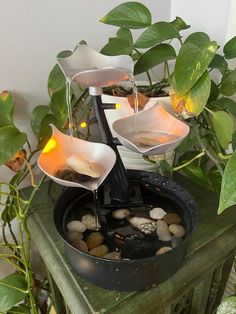 a potted plant with water and rocks in it