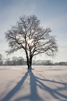 the shadow of a tree is cast by the sun's rays on a snow covered field