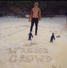 a man is standing in the sand with penguins and writing on it that says wrong crowd