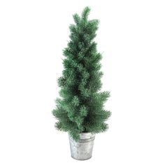 a potted pine tree is shown on a white background