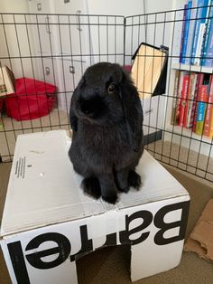 a black rabbit sitting on top of a box