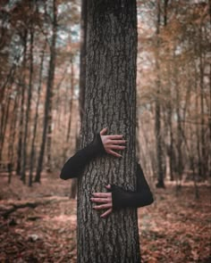 two hands are hugging the trunk of a tree