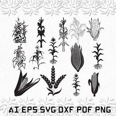 the silhouettes of corn plants are shown in black and white, with an ornate border