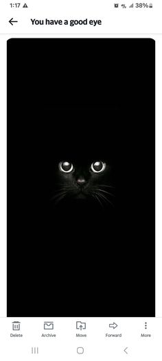 an image of a black cat's face with the caption you have a good eye