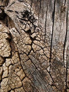 the bark of an old tree is brown