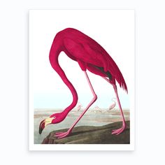 a pink flamingo standing on top of a rock