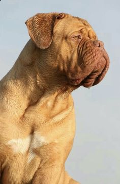 a large brown dog sitting on top of a grass covered field next to a blue sky