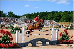 a person on a horse jumping over an obstacle in front of a crowd with people watching