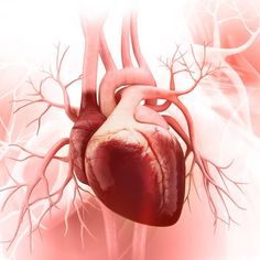 D Ribose, Congenital Heart Defect, Heart Defect, Primary Care Doctor, Congenital Heart, Heart Function, Heart Muscle, Shortness Of Breath, Chest Pain