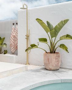 a potted plant next to a swimming pool with towels hanging on the wall behind it