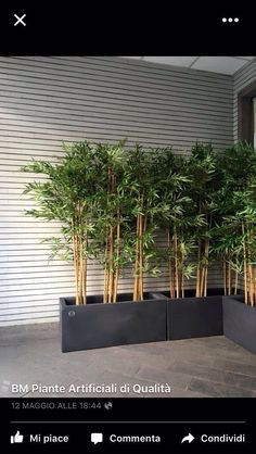 there is a planter with bamboo trees in it