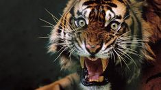 a close up of a tiger with its mouth open