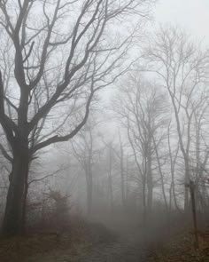 a foggy path in the woods with trees on either side and one person walking down it