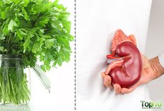 Note: Do consult your doctor before taking these herbs. They may not be suitable for people with kidney disease and other medical conditions. They may also interact with certain medications. Kidneys –bean-shaped organs located at the posterior side of your abdomen– perform very important functions in the body. They are responsible for removing toxins and … Prediabetic Recipes, Kidney Repair, Kidney Cleanse Juice, Kidney Foods, Kidney Healthy Foods