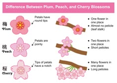 the differences between peach, cherry blossoms and cherry blossom blossoms are shown in this diagram