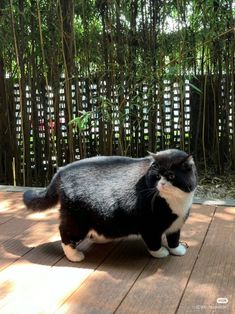 a black and white cat standing on top of a wooden deck next to bamboo trees