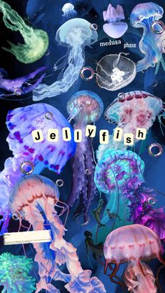 jellyfish in various colors and sizes with the words jellyfish on them