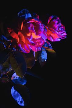 red and blue roses are lit up against a black background with water droplets on the petals