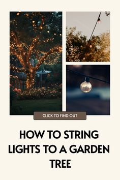 the words how to string lights to a garden tree