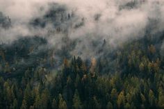 the trees are covered in thick clouds and fog