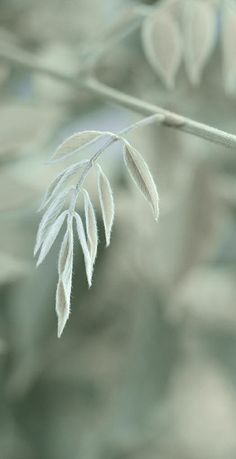 a close up view of some leaves on a branch with blurry foliage in the background