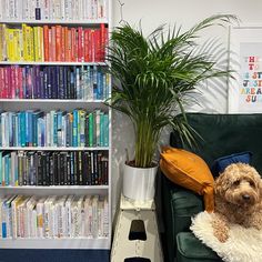 a dog sitting on a couch in front of a bookshelf filled with books