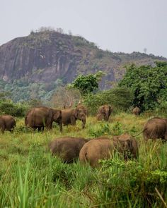 a herd of elephants standing on top of a lush green field next to a mountain