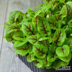 small green plants with red stems in a black pot on a wooden table, ready to be planted