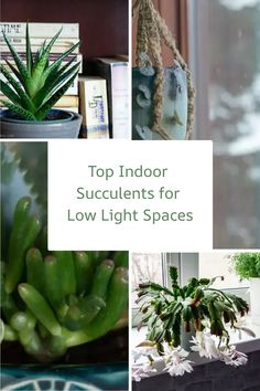 Top indoor succulents for low light spaces, featuring a variety of succulent plants in indoor settings. Indoor Succulent Garden Ideas, Indoor Succulent Garden, Succulent Garden Ideas, Grow Succulents, Indoor Succulents, Holiday Cactus, Succulent Garden Indoor, Types Of Succulents, Succulents Indoor