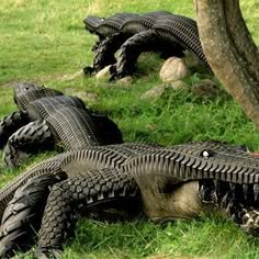 three alligators laying in the grass next to a tree with caption that reads alligators for your lawn from recycled tires