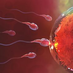 Low Sperm Count, Health Research, Reproductive System, Baby Center, Test Tube, Healthy Pregnancy, Red Background, Fertility, Human Body