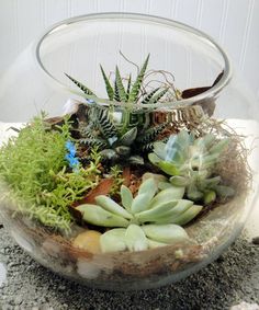 a glass bowl filled with succulents and rocks