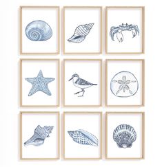 six framed pictures with seashells and starfish in blue ink on white paper