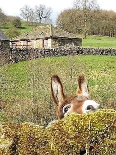 a donkey peeking over the top of a stone wall in front of a farm house