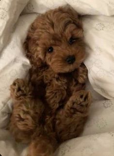 a small brown dog sitting on top of a bed covered in white sheets and blankets