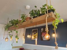 some plants hanging from the ceiling in a restaurant